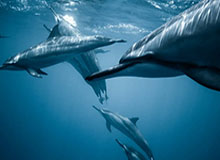 开运体育手机APP下载：让运动与好运同行的全新体验